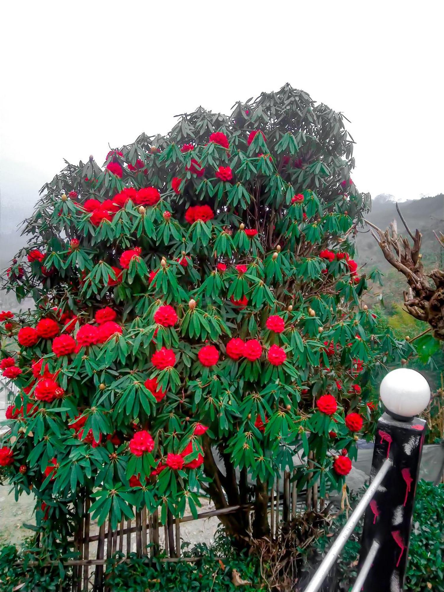 The Himalayan Resort Ravangla Екстериор снимка